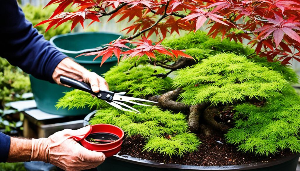 Bonsai Baum Pflege