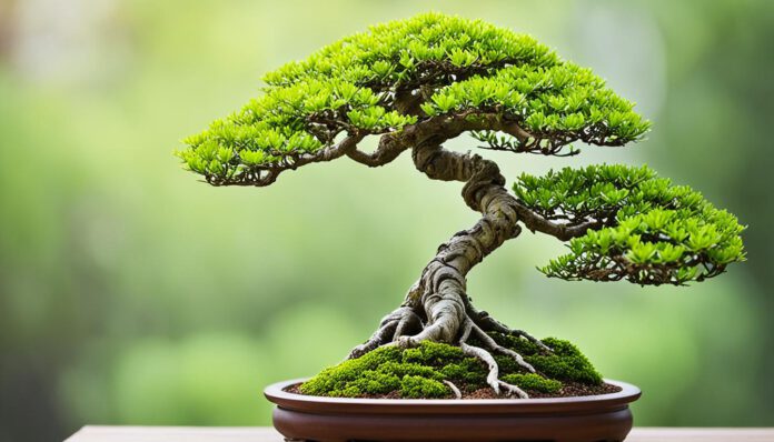 Der perfekte Garten-Bonsai: Einsteigertipps